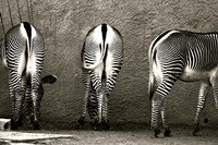 Zebra Butts Fine Art Print