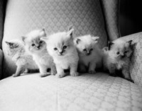 Five Kittens Fine Art Print