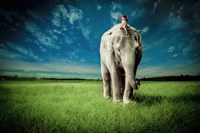 Elephant Carry Me Fine Art Print