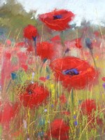 In the Poppy Field Fine Art Print