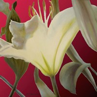 Lily Red Fine Art Print