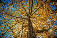 Fall Tree Fine Art Print