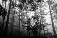 Misty Forest Fine Art Print