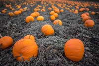 Sea of Pumpkins Fine Art Print