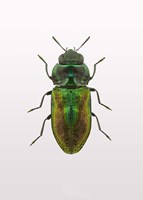 Beetle 1 Fine Art Print