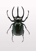 Beetle 2 Fine Art Print