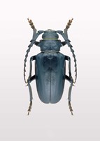 Beetle 3 Fine Art Print