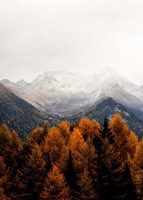 Bishop 17 Fine Art Print