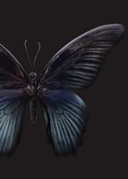 Black Butterfly on Grey Fine Art Print