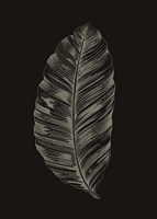 Black Leaf Fine Art Print
