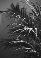 Black Plant Fine Art Print