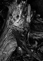 Black Wood Fine Art Print