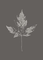 Botanica 5 Fine Art Print