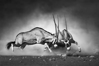 Combat Fine Art Print