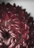 Dahlia Fine Art Print