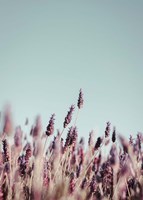 Field Haze Fine Art Print