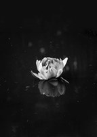 Floating 2 Fine Art Print