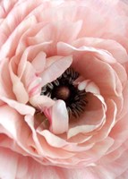 Flower Fine Art Print