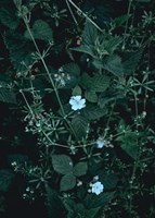 Greenery Fine Art Print