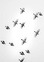 In the Sky 1 Fine Art Print