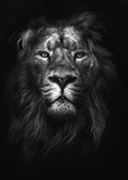 King of Kings Fine Art Print
