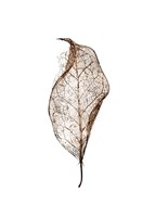 Leaf Fine Art Print