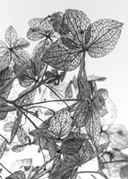 Leaf Composition Fine Art Print
