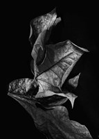 Leaf Composition, Dark Fine Art Print