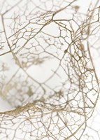 Leaf Skeleton Fine Art Print