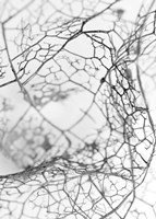 Leaf Skeleton BW Fine Art Print