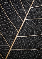 Leaf Veins Fine Art Print