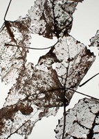 Leaves Fine Art Print