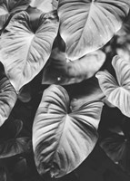 Leaves of Grey Fine Art Print