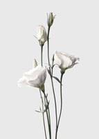 Lisianthus White Fine Art Print