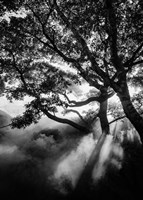 Misty Black Fine Art Print