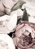 Opulent 1 Fine Art Print