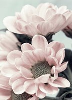 Opulent 3 Fine Art Print