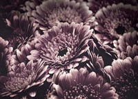 Opulent 4 Fine Art Print