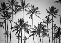 Palm Heaven Fine Art Print