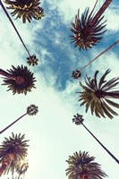 Palm Sky 2 Fine Art Print