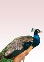 Peacock on Pink Fine Art Print