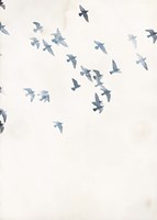 Pigeons Sky Fine Art Print