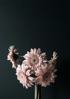 Pink Black Fine Art Print