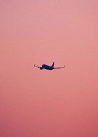 Pink Flight Fine Art Print