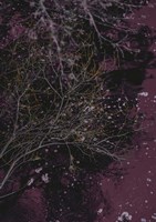 River of Wine Fine Art Print