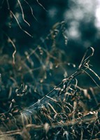 Secret 1 Fine Art Print