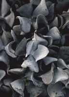 Secret 10 Fine Art Print