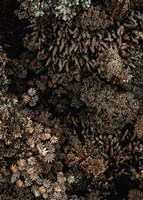 Secret 11 Fine Art Print