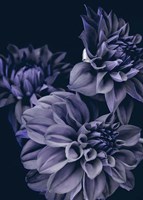 Secret 15 Fine Art Print