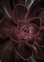 Secret 16 Fine Art Print